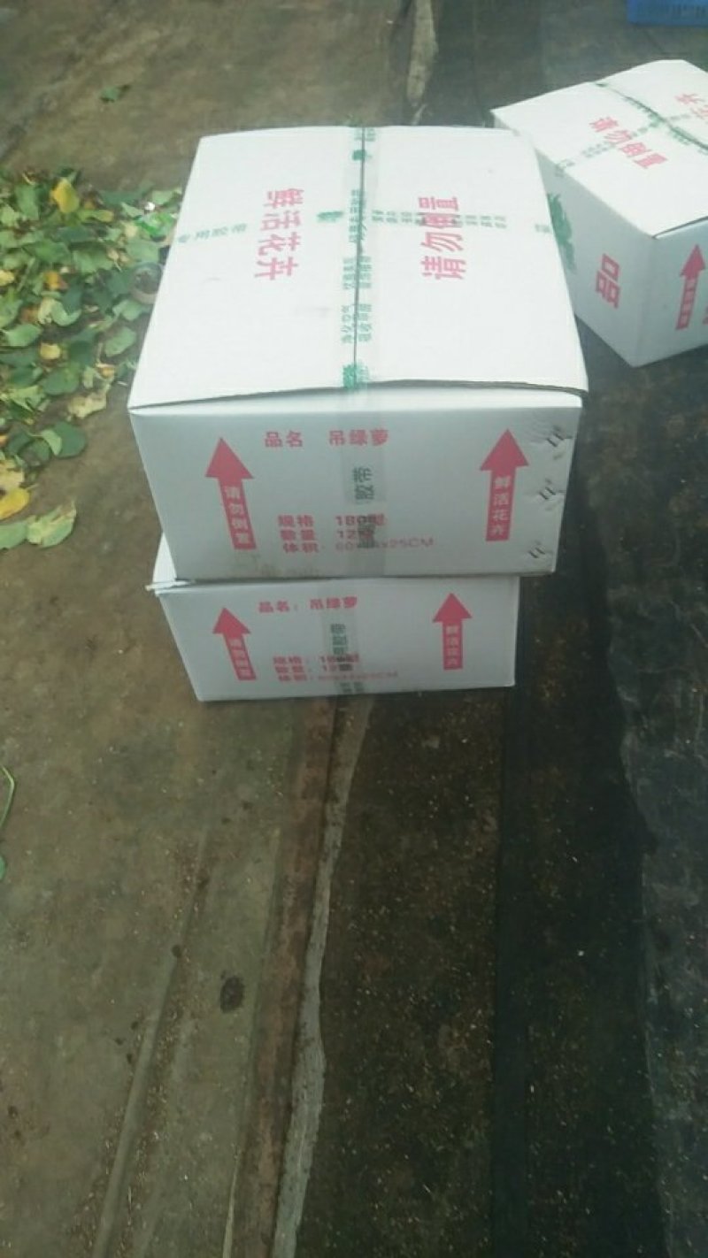 绿箩吊兰