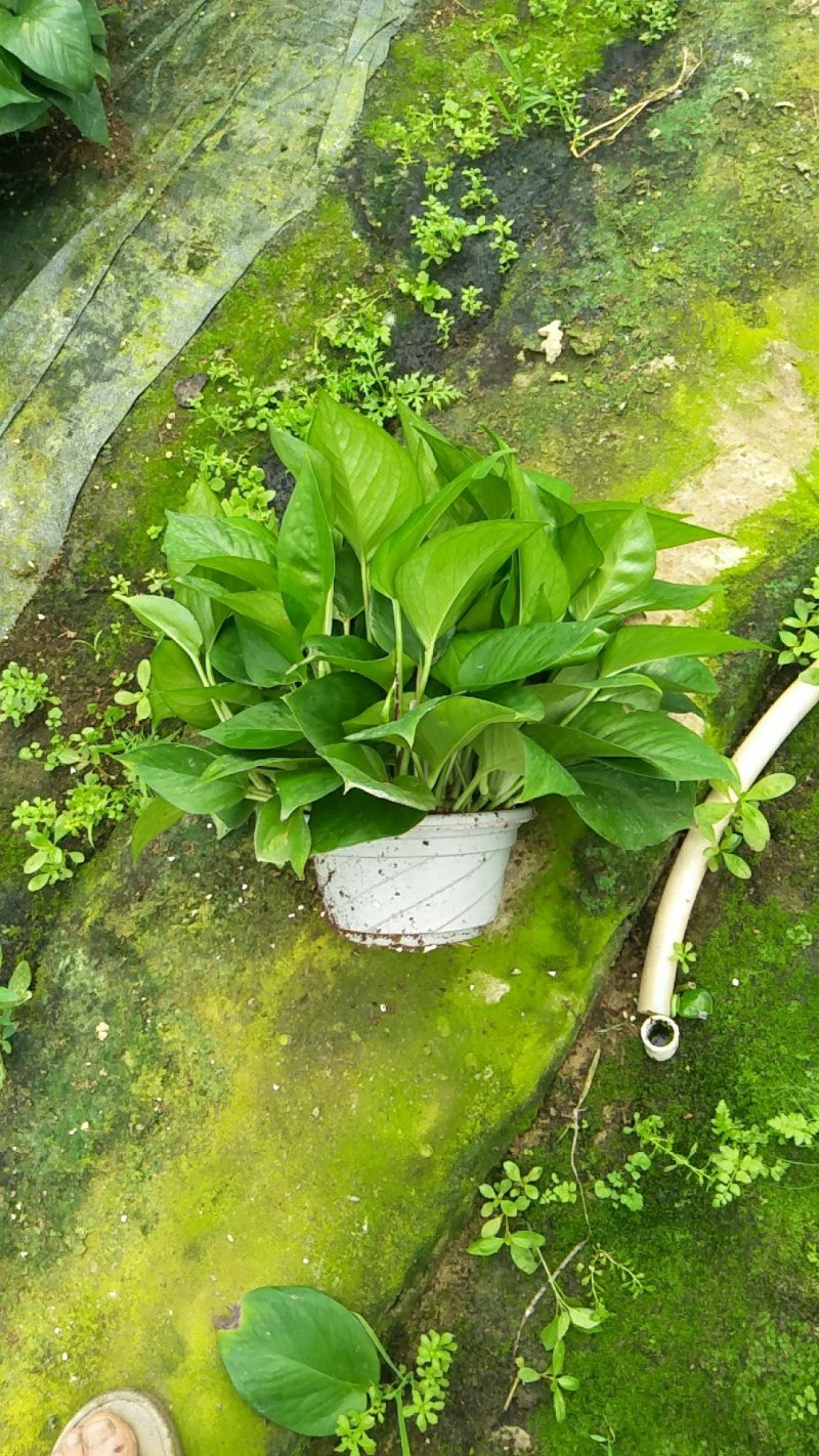 绿箩吊兰