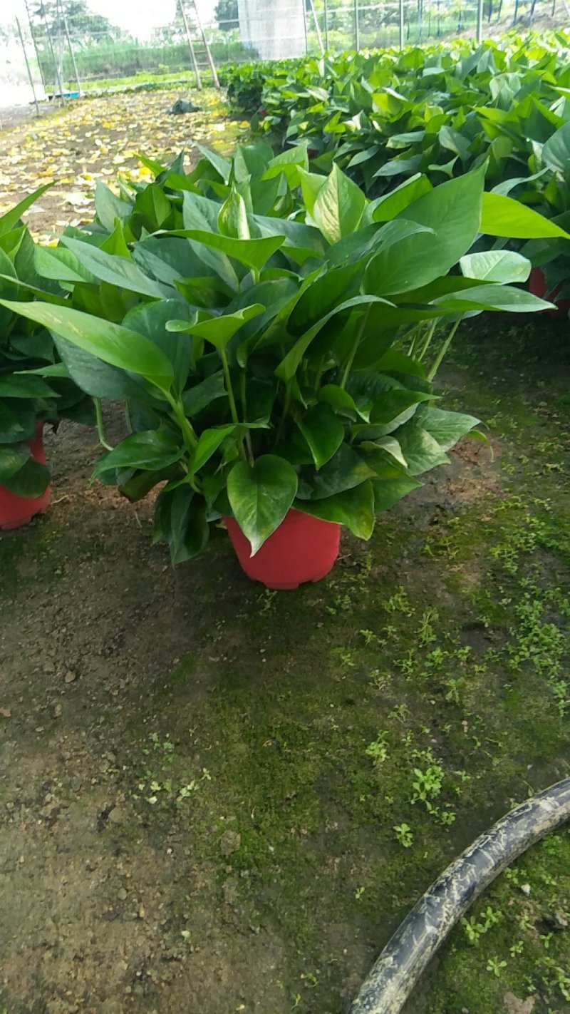 绿箩吊兰