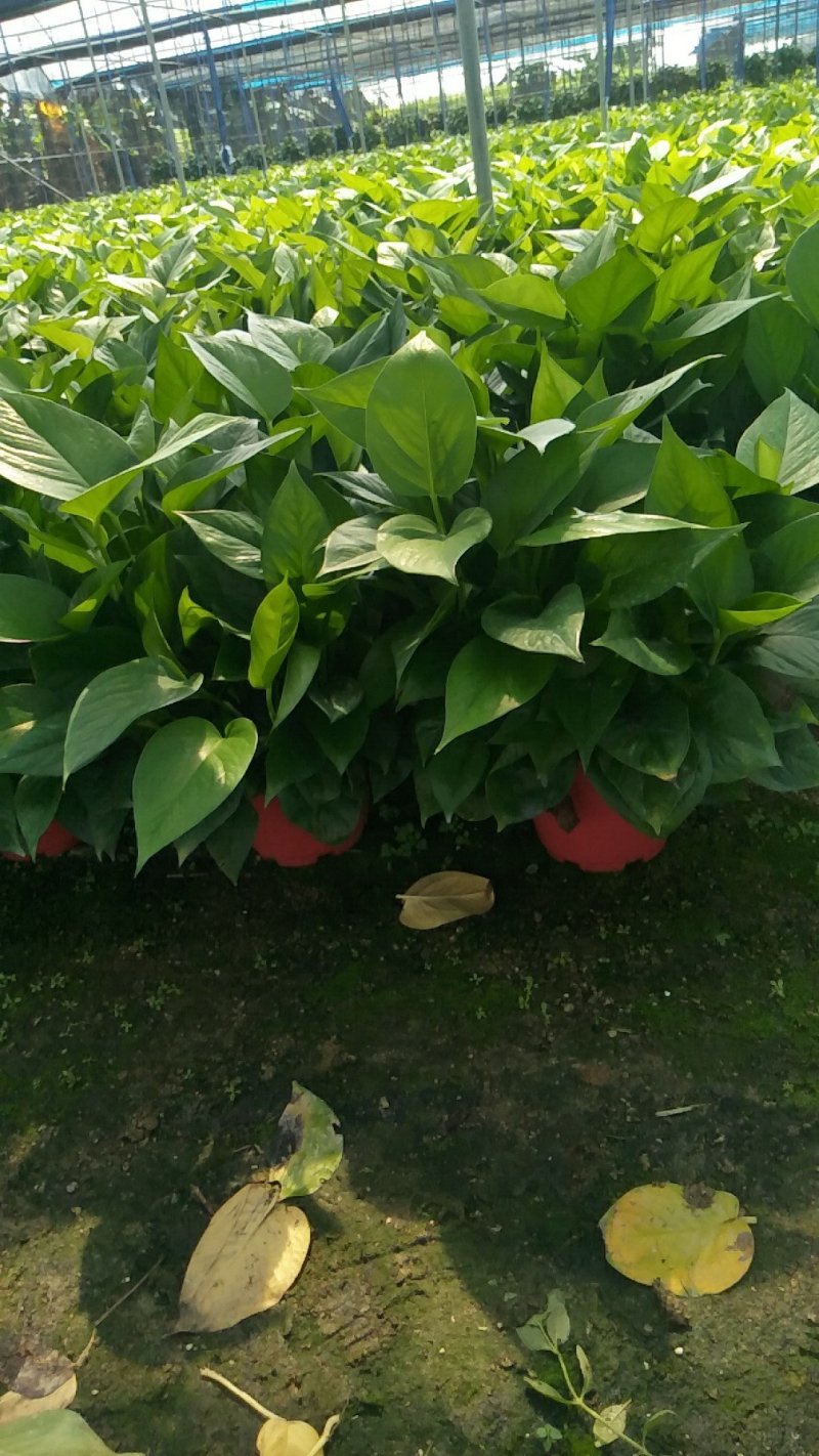 绿箩吊兰