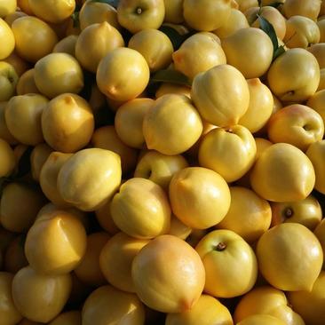 纸袋黄桃陆地黄油桃，大量批发，暖棚油桃大量上市