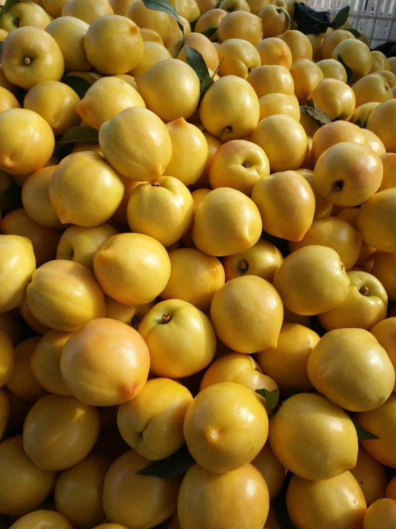 纸袋黄桃陆地黄油桃，大量批发，暖棚油桃大量上市