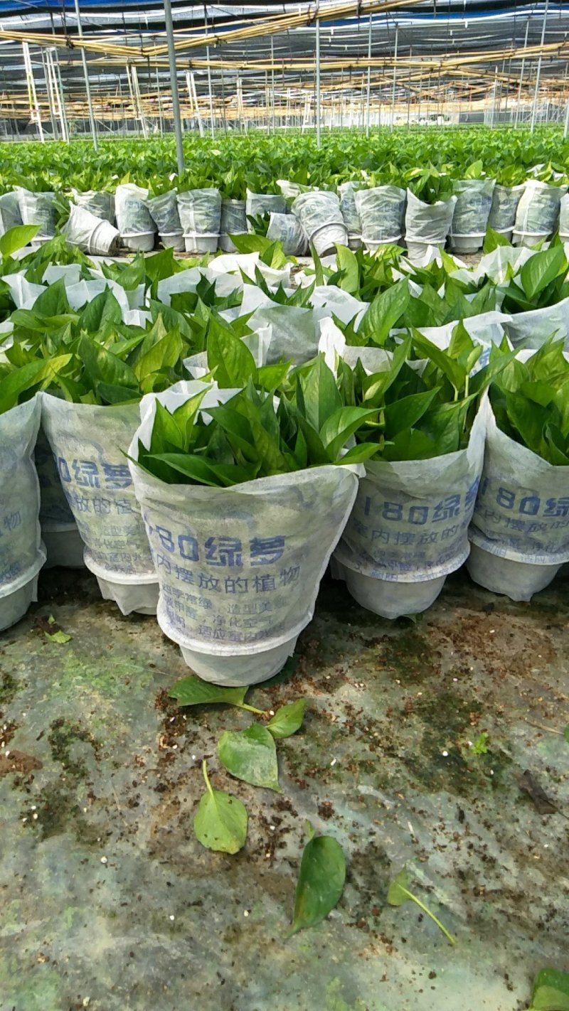 绿箩吊兰