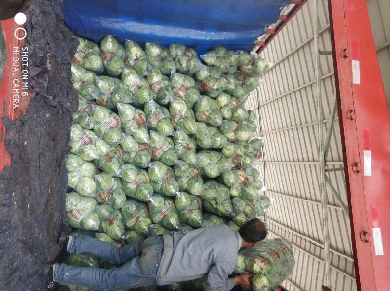 中甘21甘蓝1~2公斤精品，质量好，需要的老板联系