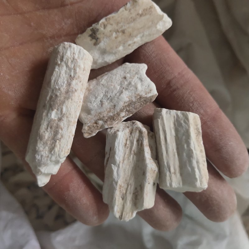 龙骨，水洗甘肃龙骨，吸舌，腿骨，关书药材