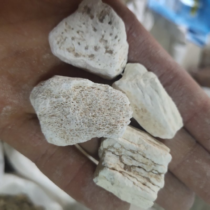 龙骨，水洗甘肃龙骨，吸舌，腿骨，关书药材