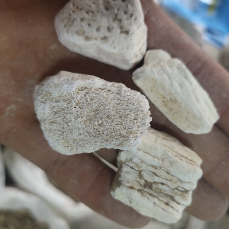 龙骨，水洗甘肃龙骨，吸舌，腿骨，关书药材