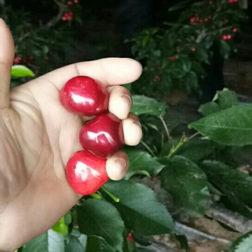 美早大樱桃，便宜了，口感超棒