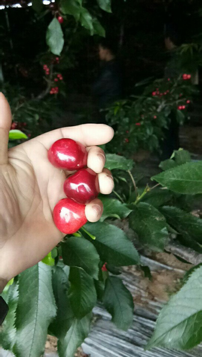 美早大樱桃，便宜了，口感超棒