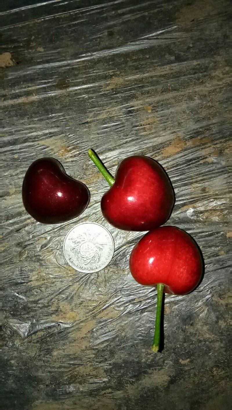 美早大樱桃，便宜了，口感超棒