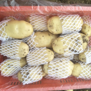 滕州荷兰V7沃土土豆产地直供，货源充足，欢迎选购。