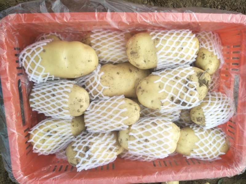 滕州荷兰V7沃土土豆产地直供，货源充足，欢迎选购。