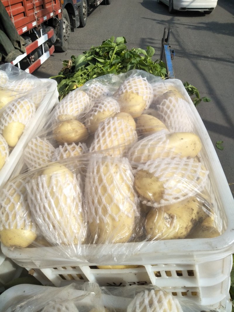 滕州荷兰V7沃土土豆产地直供，货源充足，欢迎选购。