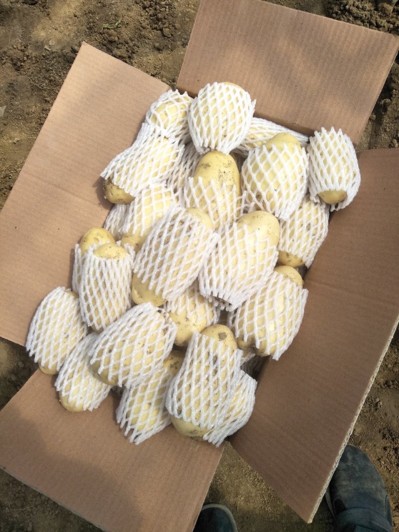 滕州荷兰V7沃土土豆产地直供，货源充足，欢迎选购。
