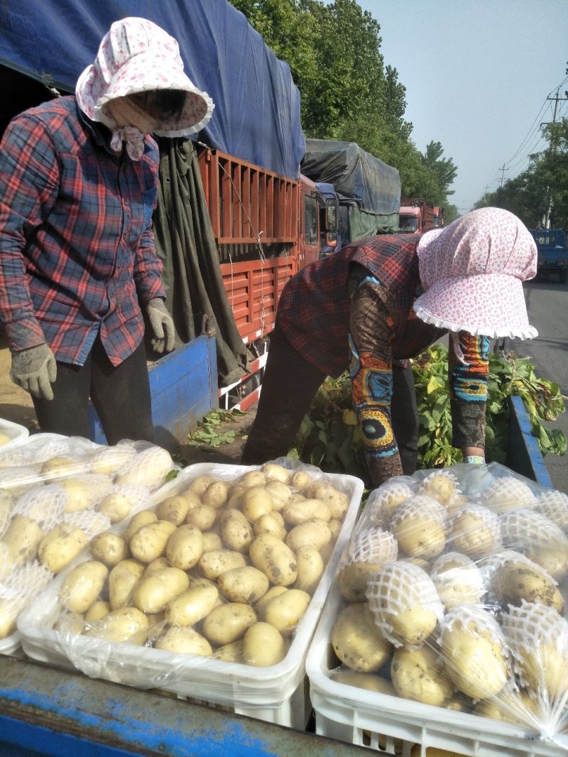滕州荷兰V7沃土土豆产地直供，货源充足，欢迎选购。