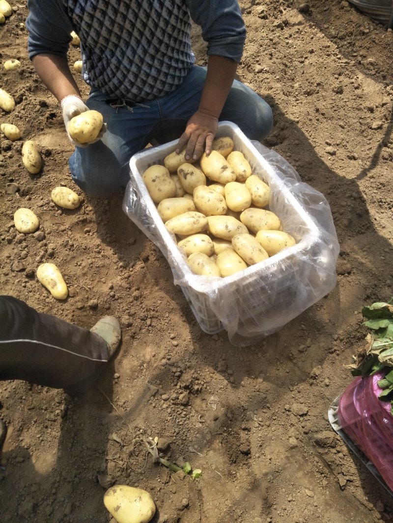 滕州荷兰V7沃土土豆产地直供，货源充足，欢迎选购。