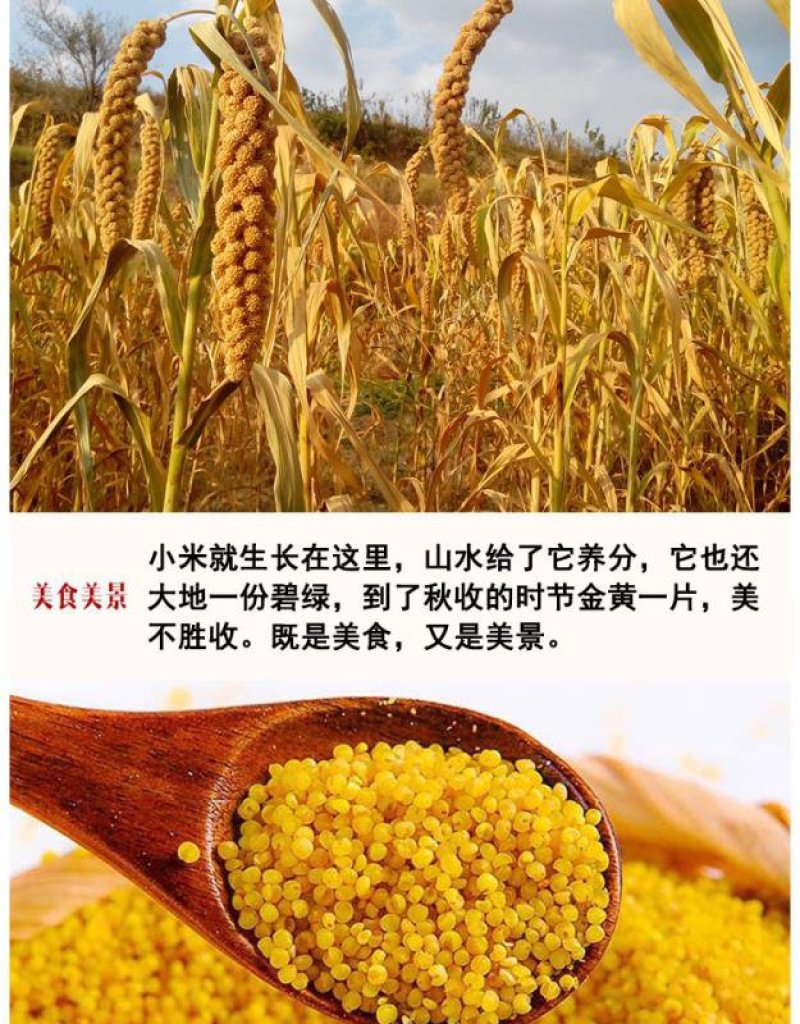 2022新谷子黄小米米月子米晋谷21号，杂粮