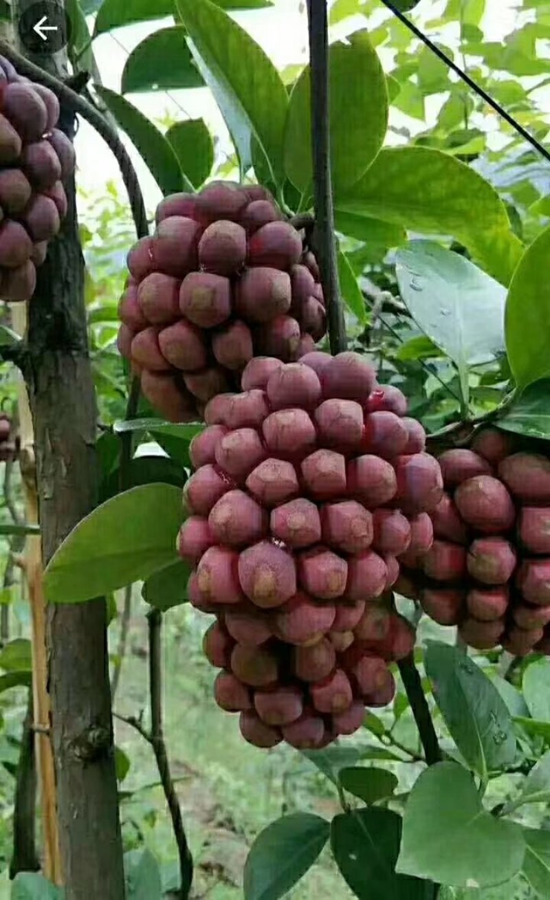 布福娜树苗