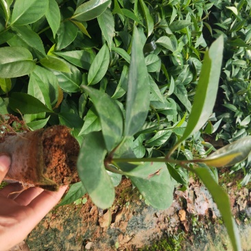 布福娜树苗