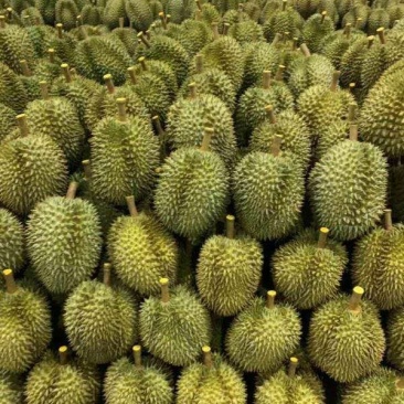 榴莲