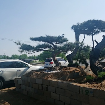 造型松，低价造型松