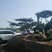 造型松，低价造型松
