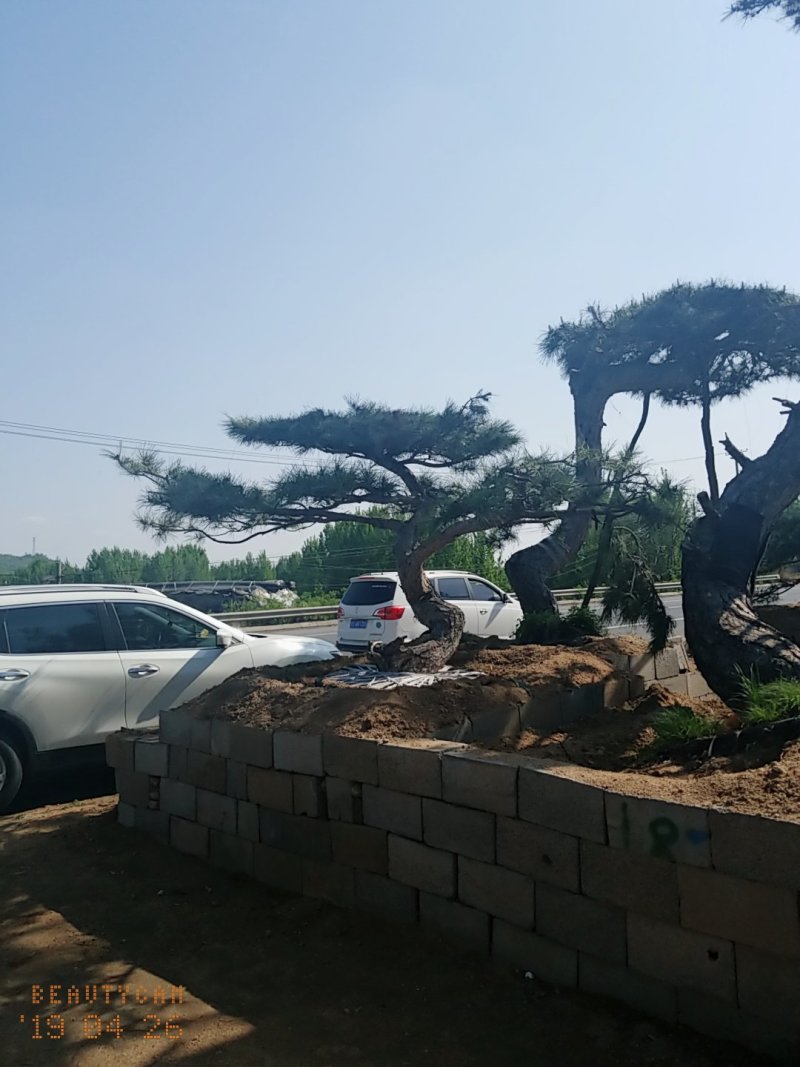 造型松，低价造型松
