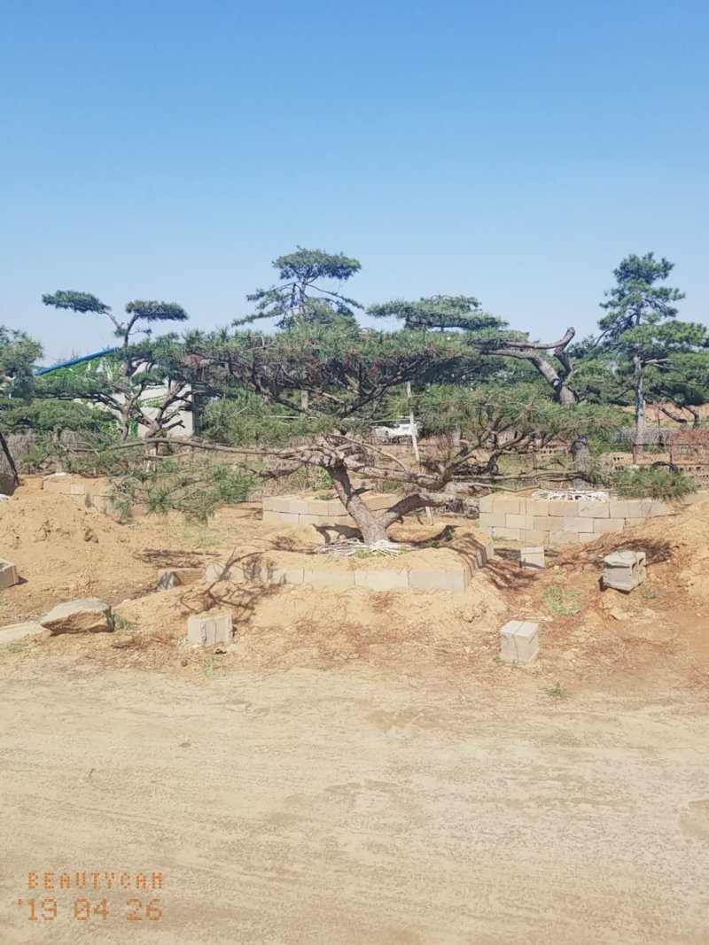 造型松，低价造型松