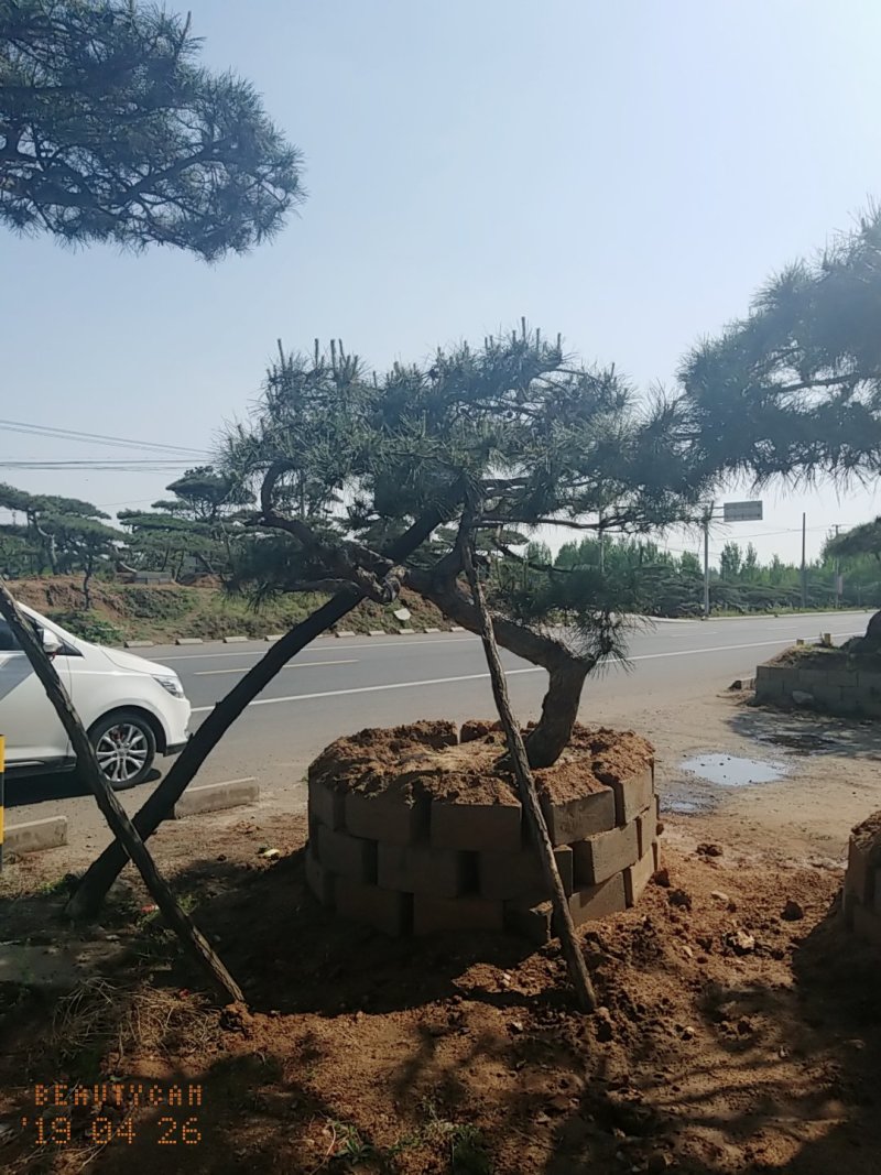 造型松，低价造型松