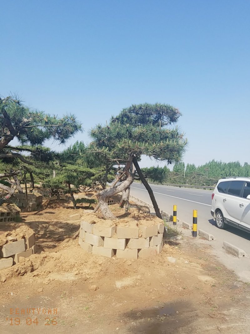 造型松，低价造型松