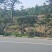 造型松，低价造型松