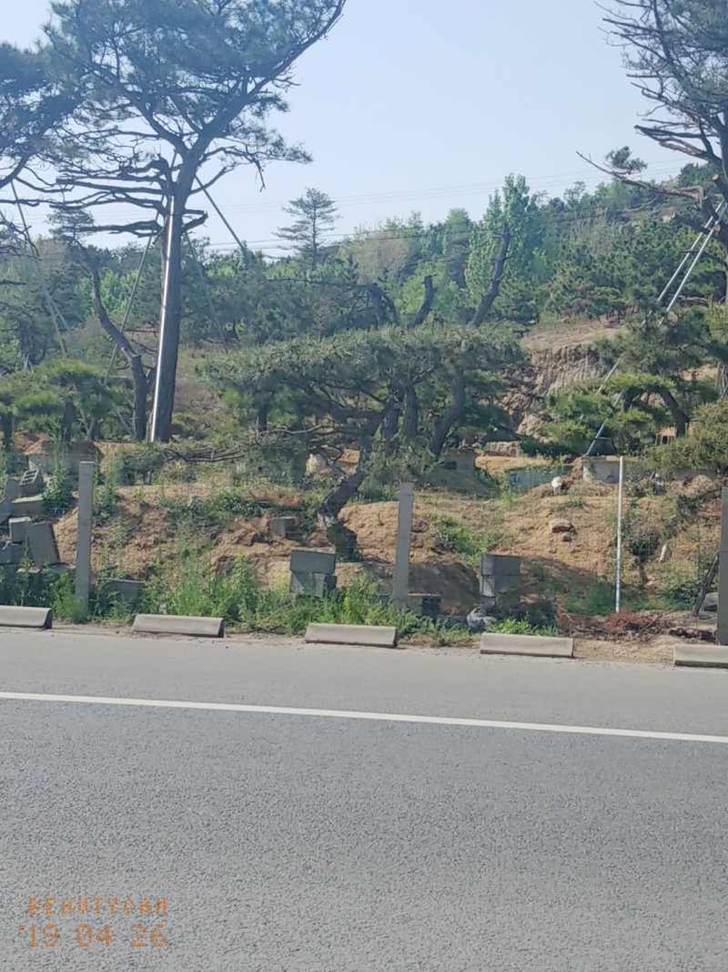 造型松，低价造型松