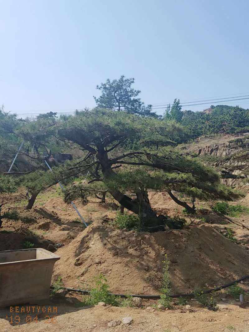 造型松，低价造型松