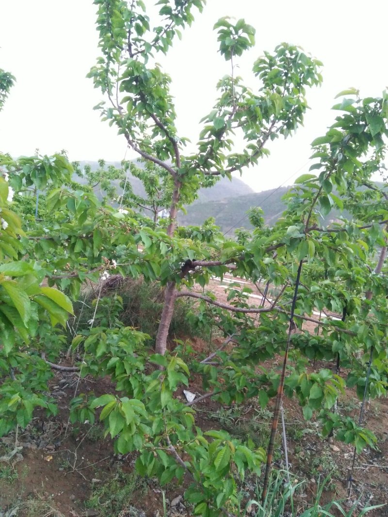 天水大樱桃