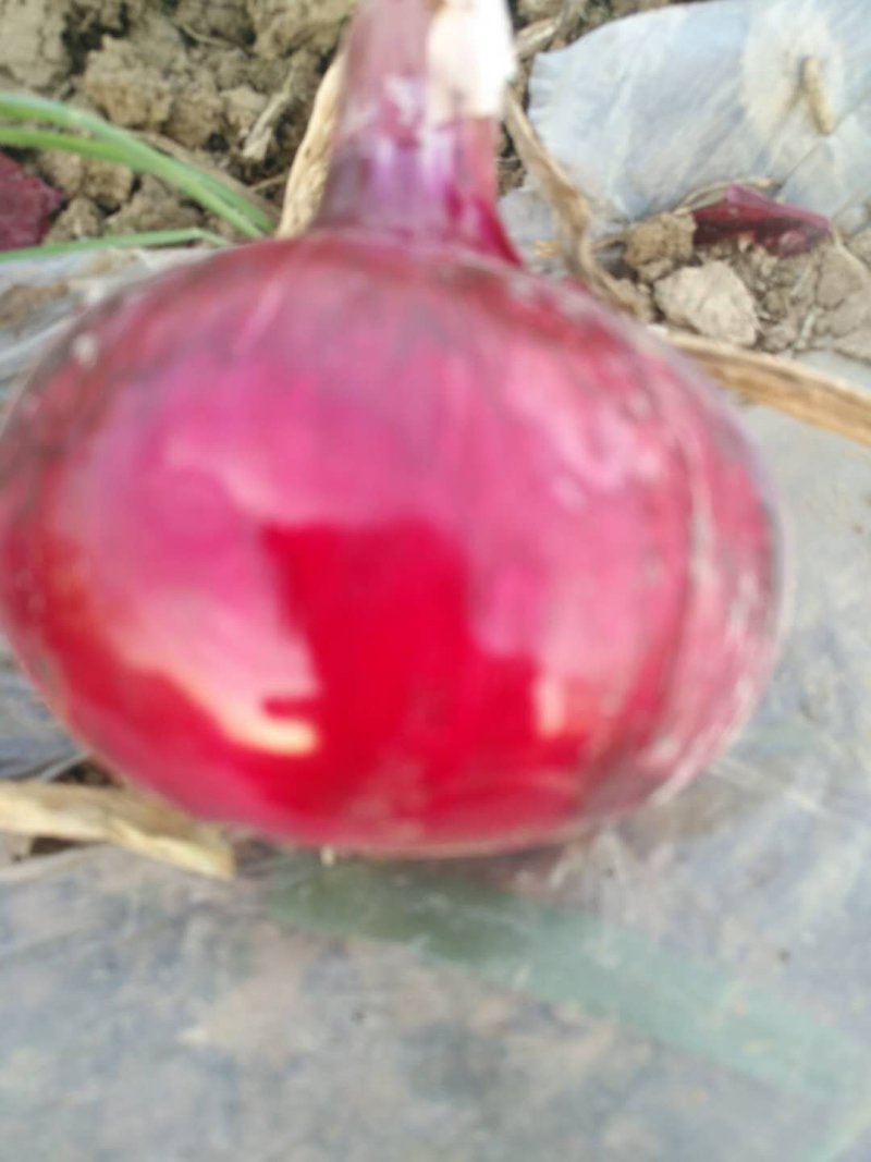 精品，紫皮洋葱，红皮洋葱，黄皮洋葱，田营蔬菜，产地直供，