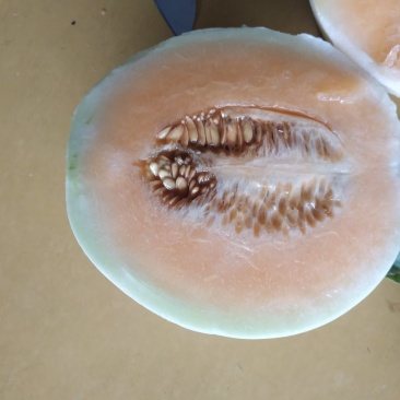 金红翠甜瓜红肉白玉品质好耐运输