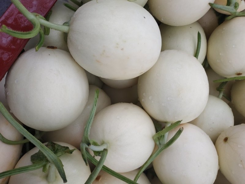 金红翠甜瓜红肉白玉品质好耐运输