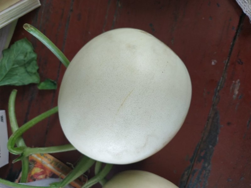 金红翠甜瓜红肉白玉品质好耐运输