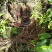 广西野生灵芝紫灵芝，天然灵芝纯正正宗野生批发支持一件代发