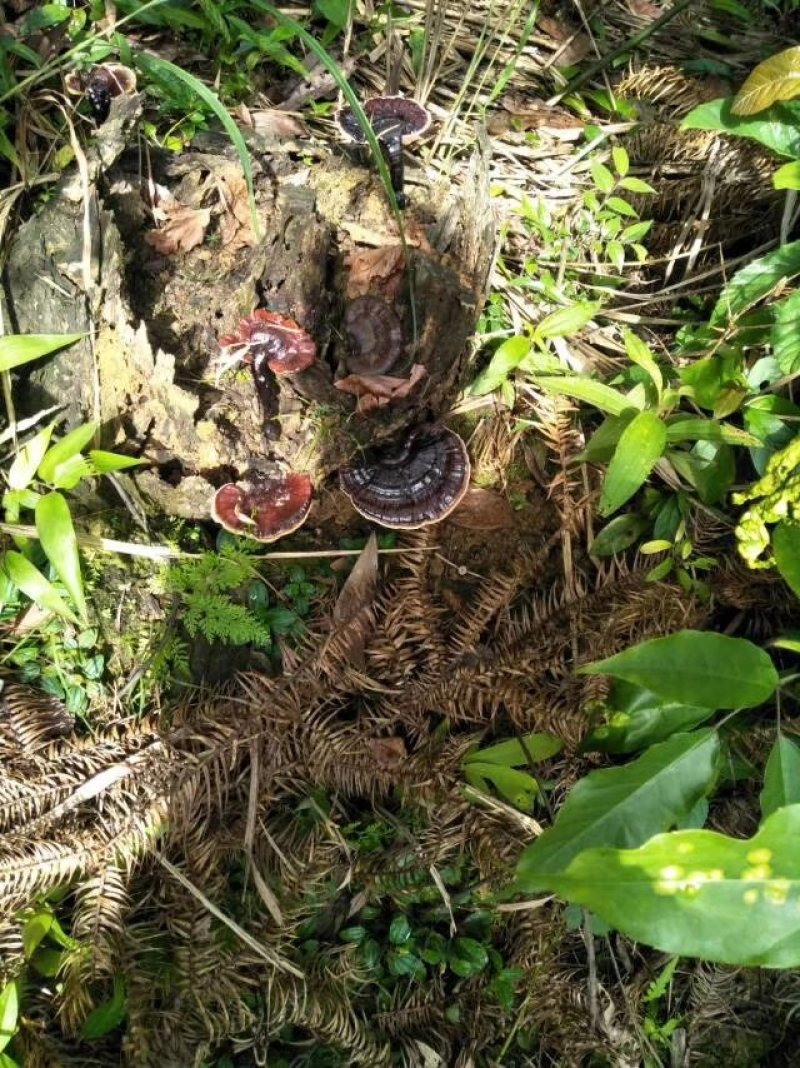 广西野生灵芝紫灵芝，天然灵芝纯正正宗野生批发支持一件代发