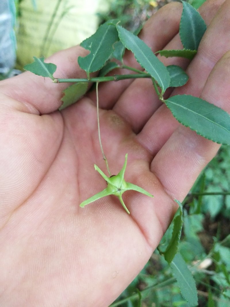 五角金丝吊蝴蝶（角翅卫矛）