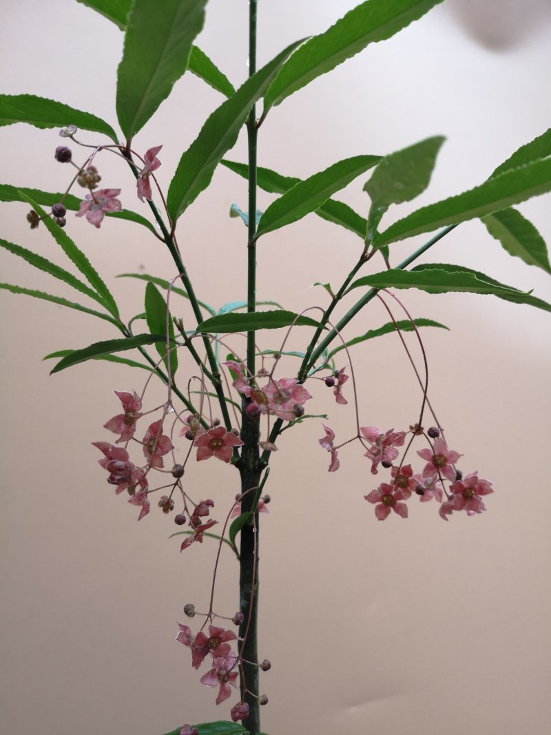 五角金丝吊蝴蝶（角翅卫矛）