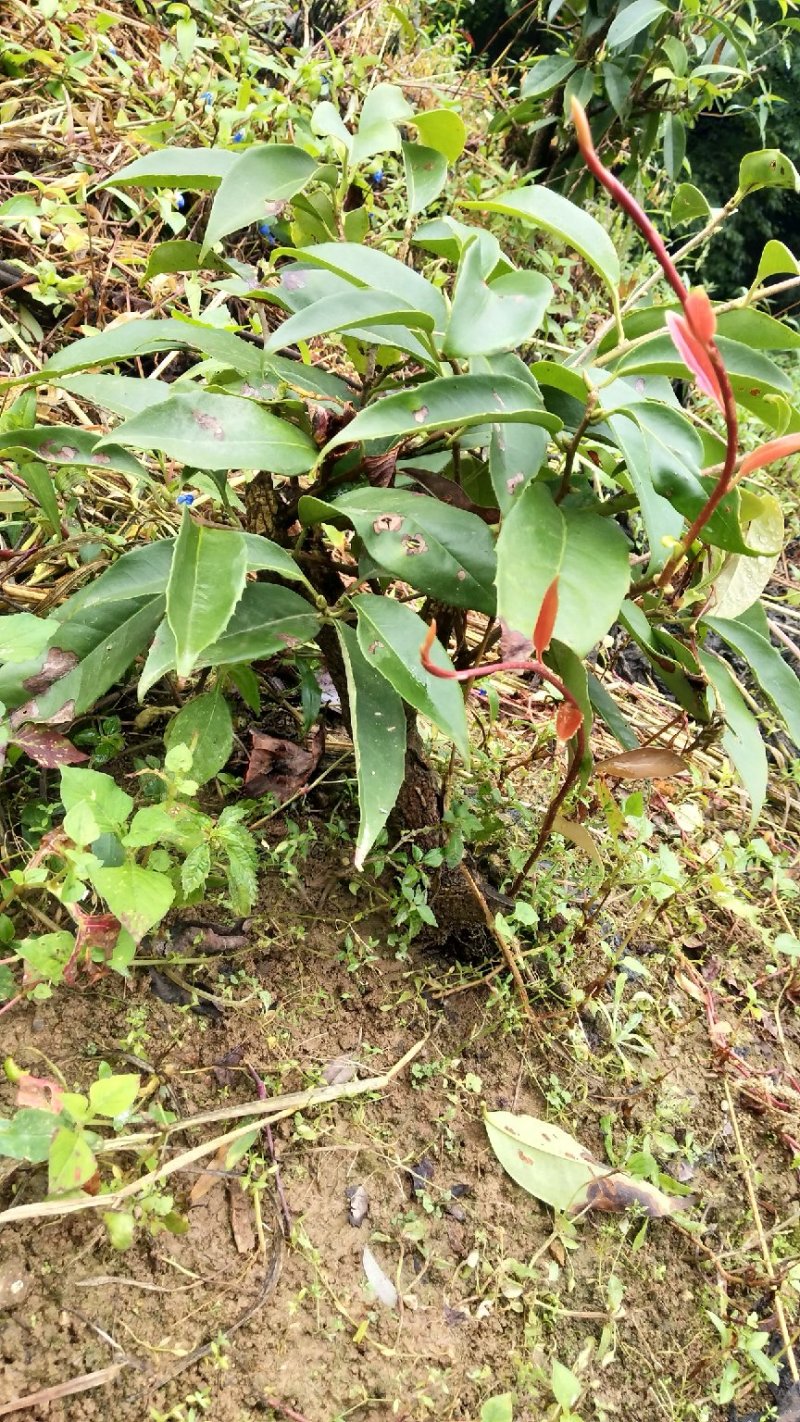 南五味子苗（黑老虎）