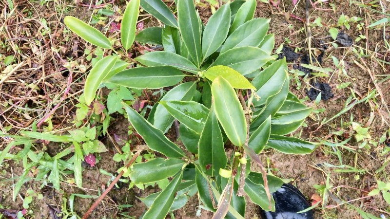 南五味子苗（黑老虎）