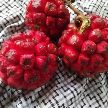 南五味子苗（黑老虎）