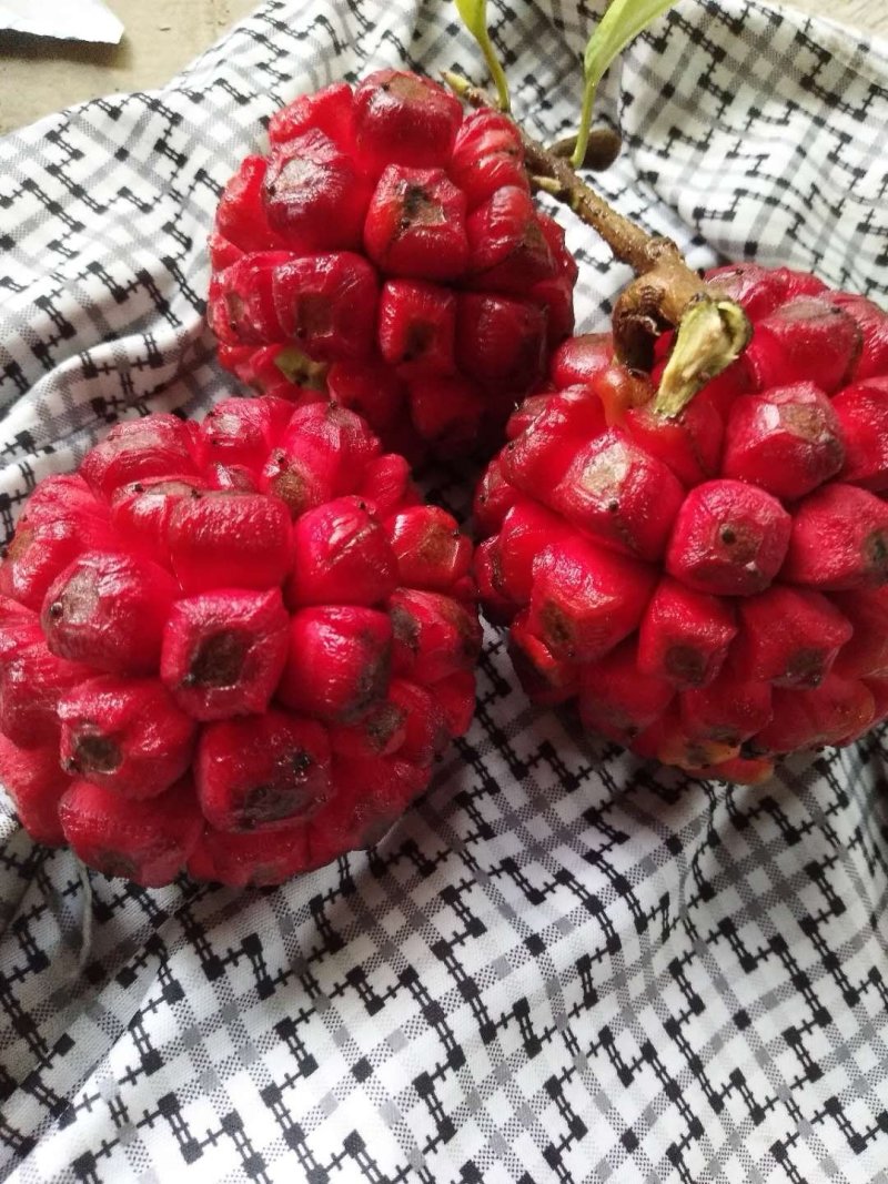 南五味子苗（黑老虎）