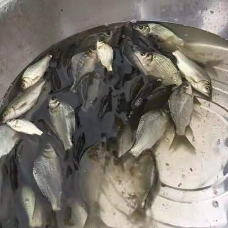 鲫鱼苗提供养殖技术水质检测保成活抗病毒成长快