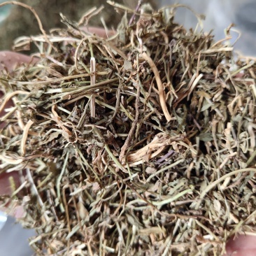 垂盆草新货切断无硫