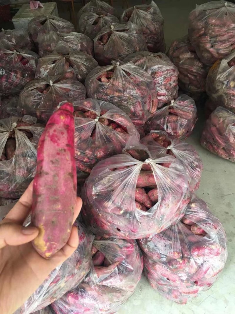 越南板栗红薯