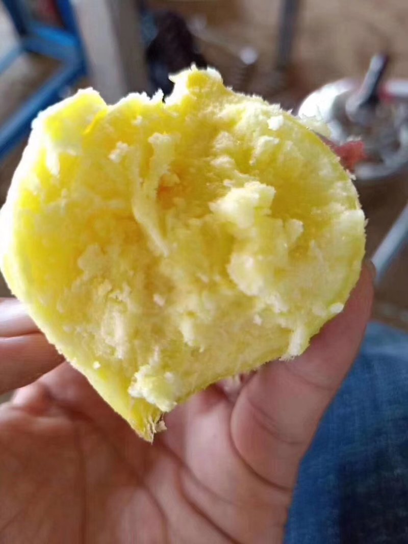 越南板栗红薯